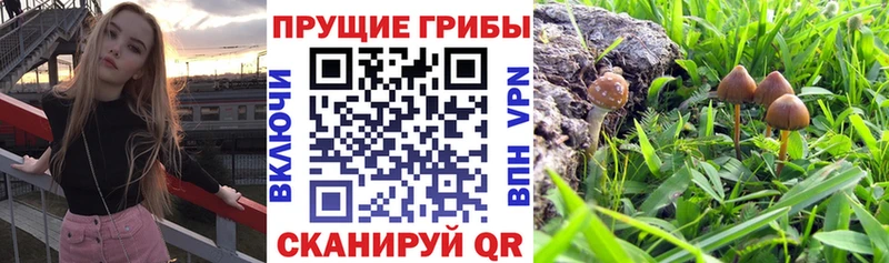 Псилоцибиновые грибы ЛСД  Купить закладки  Мамоново 